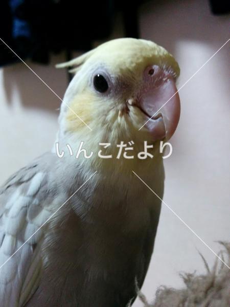 迷い鳥の写真