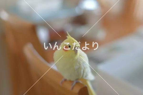 迷い鳥の写真