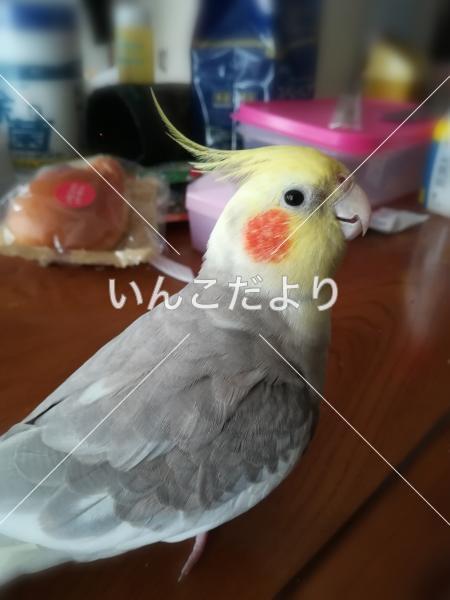 迷い鳥の写真