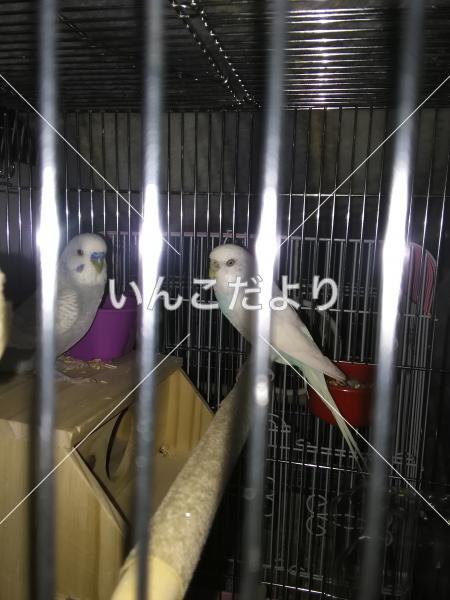 迷い鳥の写真