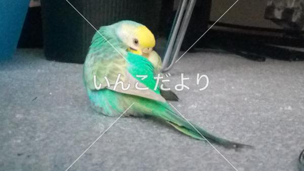 迷い鳥の写真