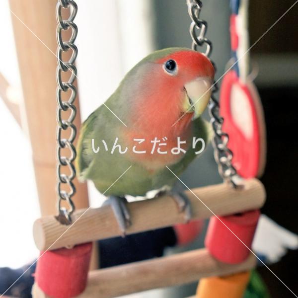 迷い鳥の写真