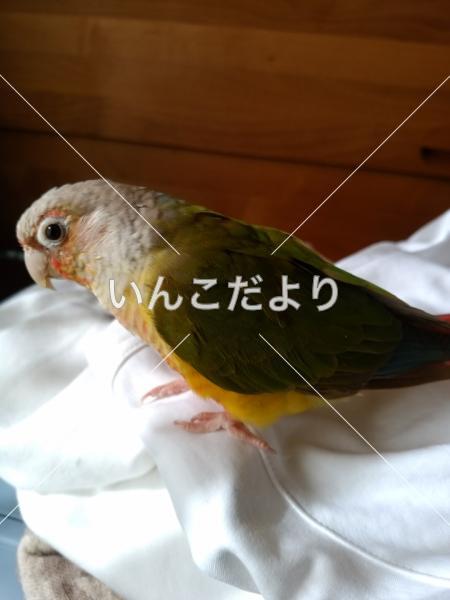迷い鳥の写真