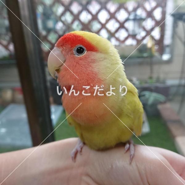 迷い鳥の写真