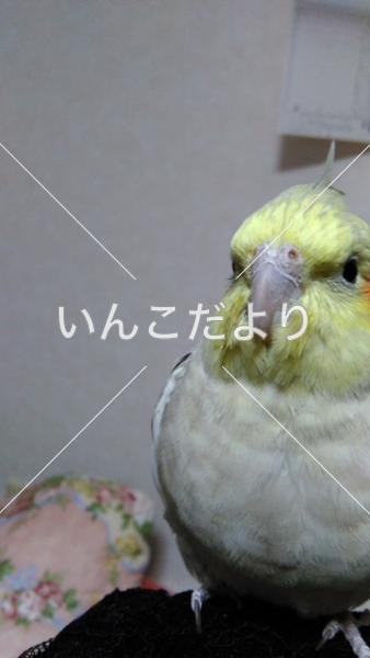 迷い鳥の写真