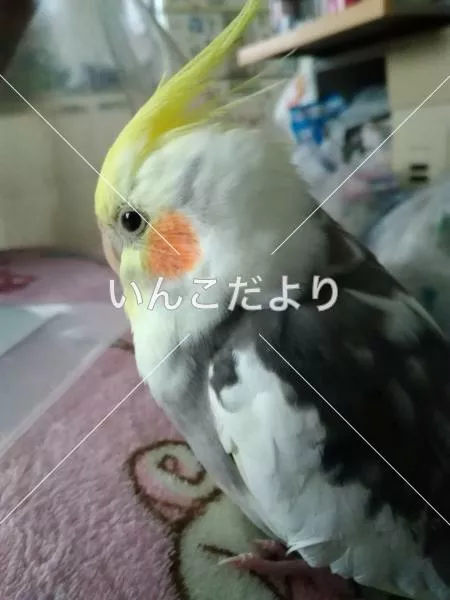 迷い鳥の写真