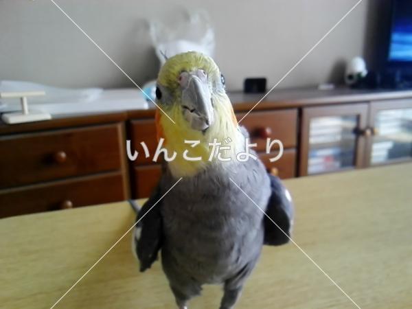 迷い鳥の写真