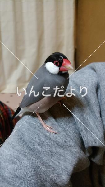 迷い鳥の写真
