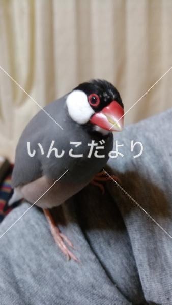 迷い鳥の写真