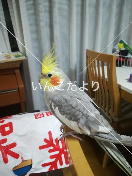迷い鳥の写真