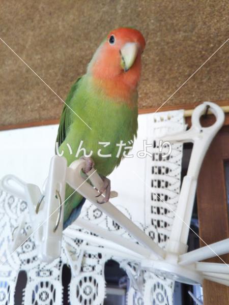 迷い鳥の写真
