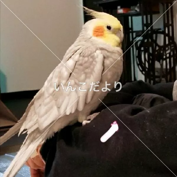 保護鳥の写真