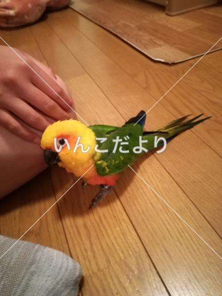 迷い鳥の写真