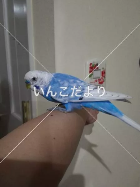保護鳥の写真