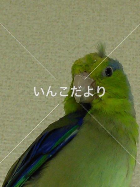 迷い鳥の写真