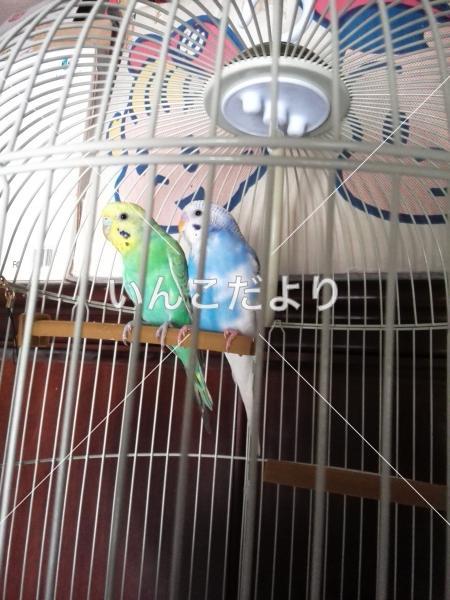 迷い鳥の写真