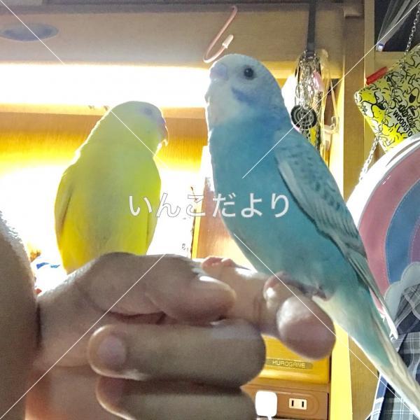 迷い鳥の写真