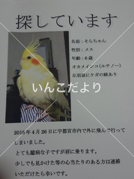 迷い鳥の写真
