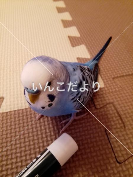 迷い鳥の写真