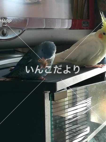 迷い鳥の写真