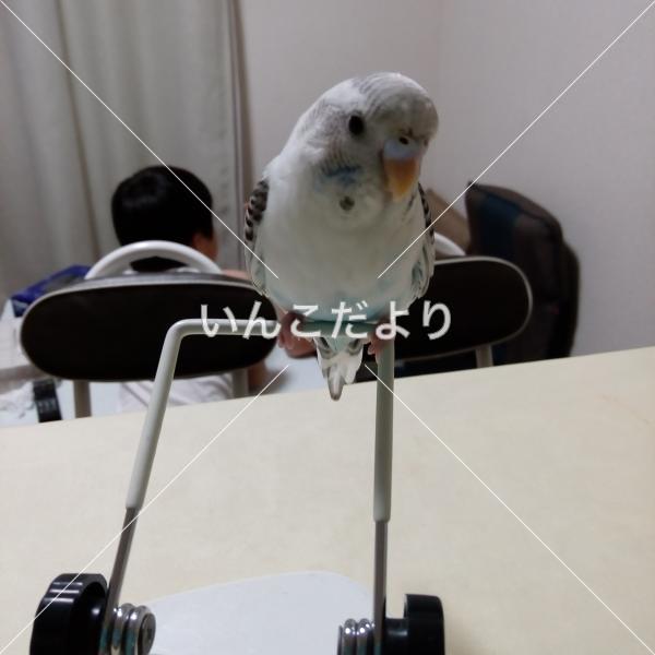 迷い鳥の写真