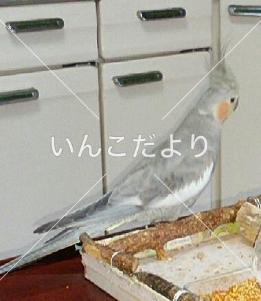 迷い鳥の写真