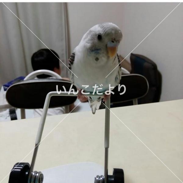 迷い鳥の写真