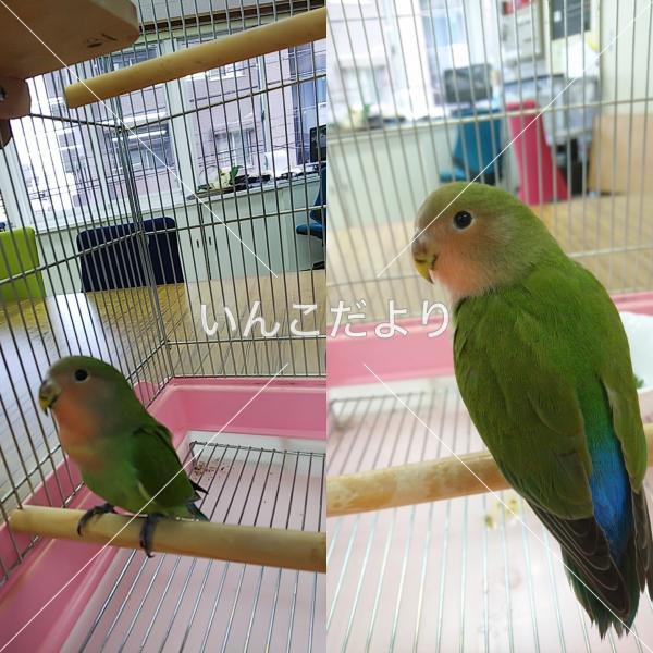 保護鳥の写真