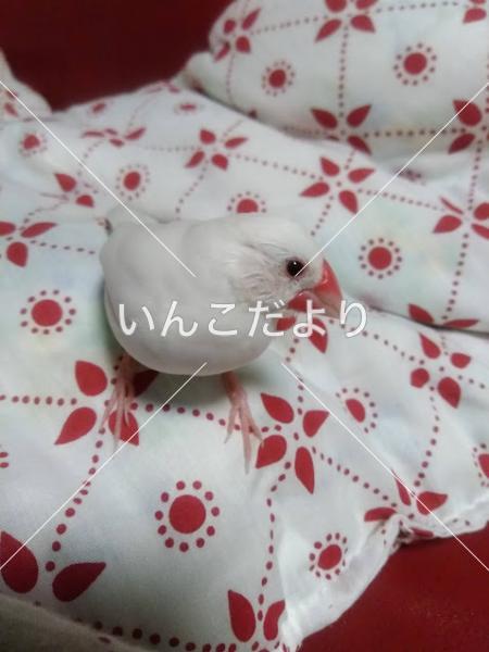 迷い鳥の写真