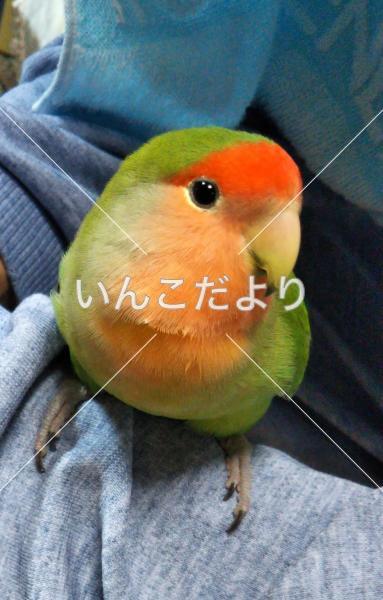 迷い鳥の写真