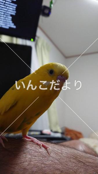迷い鳥の写真