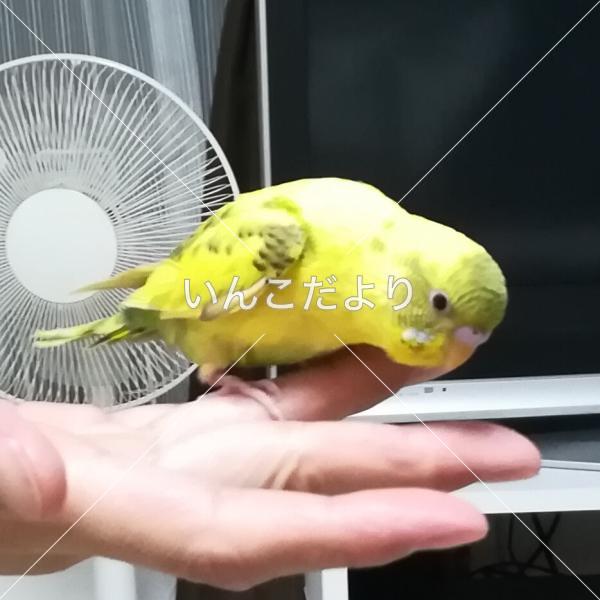 保護鳥の写真