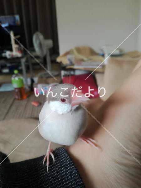 迷い鳥の写真