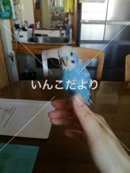 迷い鳥の写真