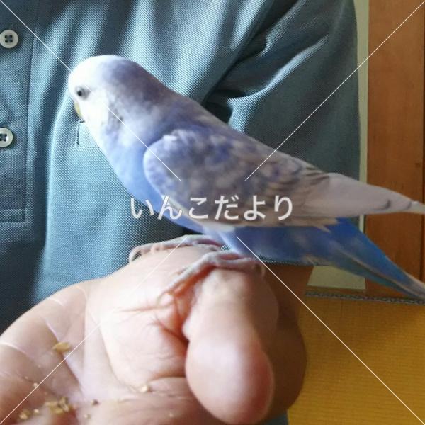迷い鳥の写真