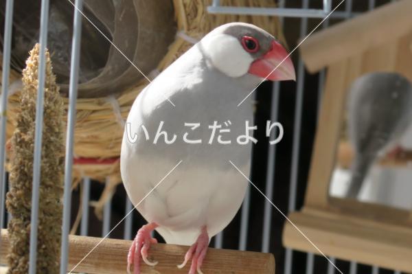 迷い鳥の写真