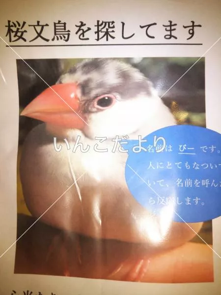 迷い鳥の写真