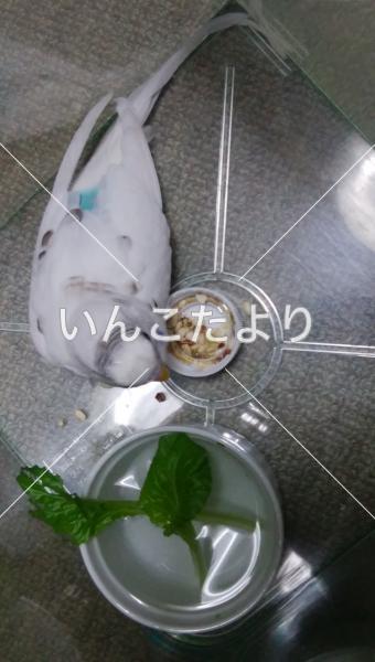 保護鳥の写真