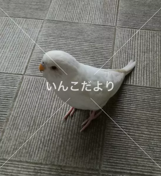 保護鳥の写真