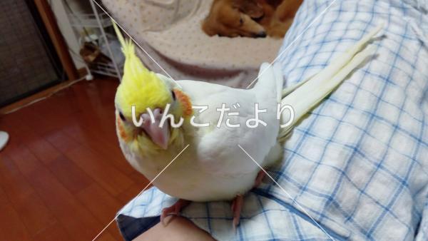 迷い鳥の写真