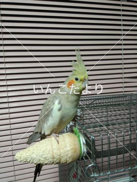 保護鳥の写真