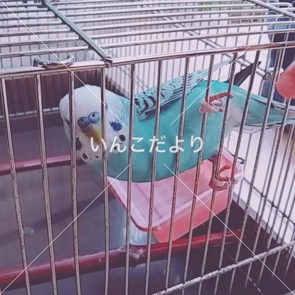 保護鳥の写真