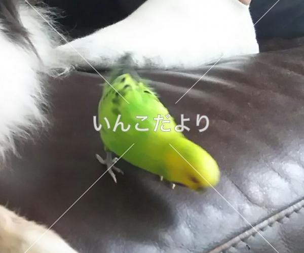 迷い鳥の写真