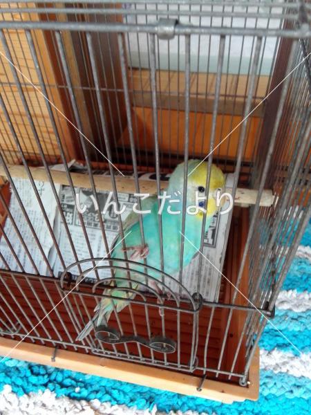 保護鳥の写真