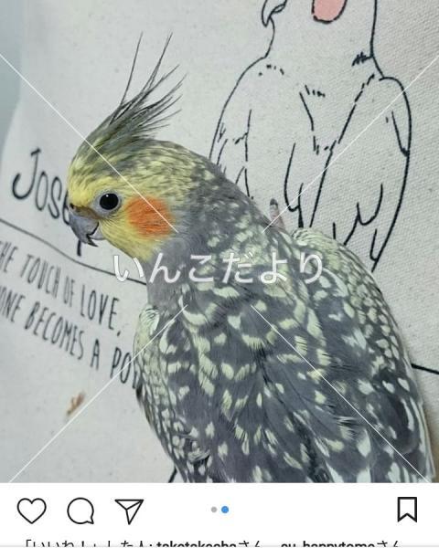 迷い鳥の写真