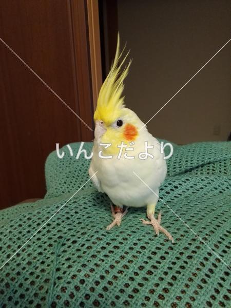 迷い鳥の写真