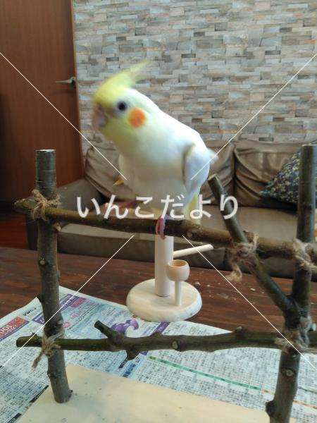 迷い鳥の写真