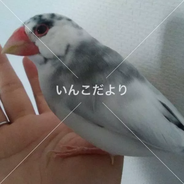 迷い鳥の写真