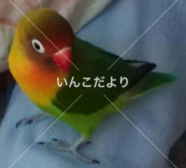 迷い鳥の写真