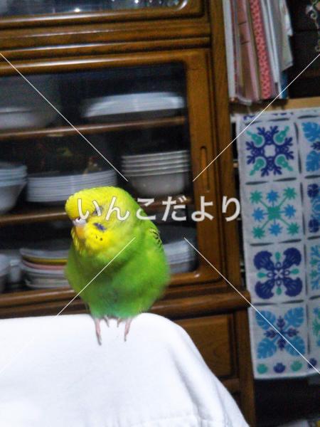 迷い鳥の写真